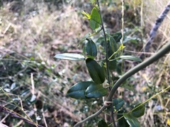 Jasminum didymum racemosum