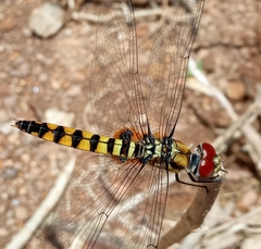 Urothemis signata
