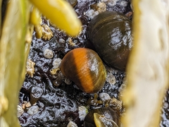 Littorina obtusata