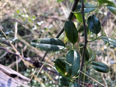 Jasminum didymum racemosum