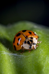 Harmonia axyridis