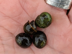 Littorina obtusata