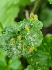 Rondaniola bursaria