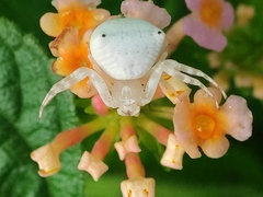 Thomisus spectabilis