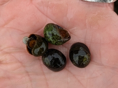Littorina obtusata