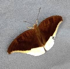 Tanaecia lepidea