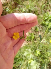Ranunculus acris