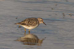 Calidris temminckii