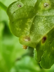 Rondaniola bursaria