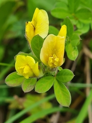 Chamaecytisus hirsutus