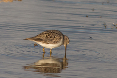 Calidris temminckii