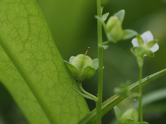 Veronica catenata