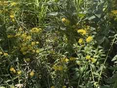 Pentanema britannica