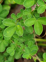 Chamaecytisus hirsutus