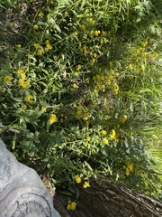 Pentanema britannica