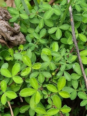 Chamaecytisus hirsutus