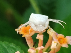 Thomisus spectabilis