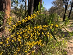 Acacia montana