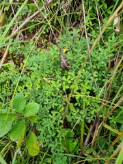 Chamaecytisus hirsutus