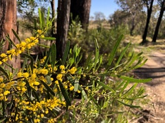 Acacia montana