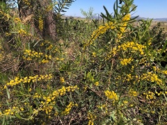 Acacia montana