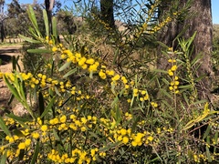 Acacia montana
