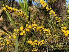 Acacia montana
