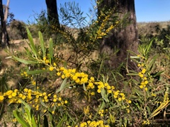 Acacia montana