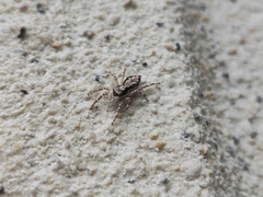 Menemerus bivittatus