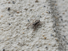 Menemerus bivittatus