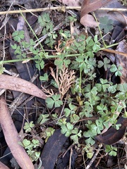 Oxalis exilis