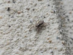 Menemerus bivittatus