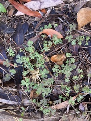 Oxalis exilis