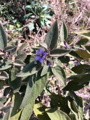 Solanum nemophilum