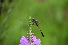 Orthetrum albistylum