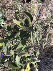 Solanum nemophilum