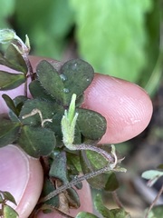 Oxalis exilis