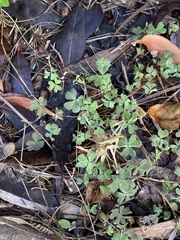 Oxalis exilis