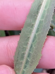 Lactuca serriola