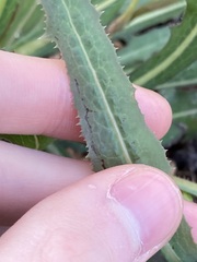 Lactuca serriola