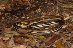 Dendrelaphis caudolineatus