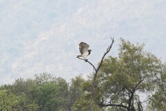 Circaetus pectoralis