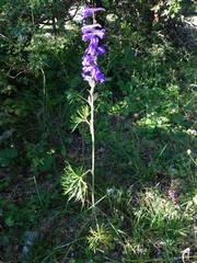Delphinium fissum