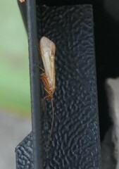 Limnephilus