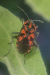 Spilostethus saxatilis