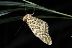 Argynnis hyperbius