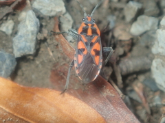 Spilostethus saxatilis