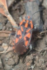 Spilostethus saxatilis