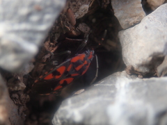 Spilostethus saxatilis