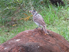 Sericulus chrysocephalus